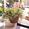 image:imageString of Rubies Live Succulent Purple Ruby Necklace Trailing Succulent Plant Decor Othonna Capensis 6 in Hanging Basket Unique House Plants LowMaintenance Houseplants Easy Plant