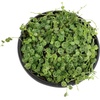 image:imageString of Turtles Live Plant Hanging Basket Pet Friendly Live Indoor Plants Peperomia prostrata Succulent Real Houseplant NonToxic Houseplants for Home or Office