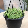 image:imageString of Turtles Live Plant Hanging Basket Pet Friendly Live Indoor Plants Peperomia prostrata Succulent Real Houseplant NonToxic Houseplants for Home or Office