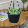 image:imageString of Turtles Live Plant Hanging Basket Pet Friendly Live Indoor Plants Peperomia prostrata Succulent Real Houseplant NonToxic Houseplants for Home or Office