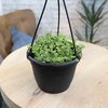 image:imageString of Turtles Live Plant Hanging Basket Pet Friendly Live Indoor Plants Peperomia prostrata Succulent Real Houseplant NonToxic Houseplants for Home or Office