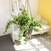 image:imageTrailing Elephant Bush Portulacaria Succulent Plant Hanging Basket Pet Friendly Live Indoor Plants amp Succulents Real Houseplant NonToxic Houseplants for Home or Office