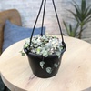 image:imageVariegated String of Hearts Hanging Basket Pet Friendly Live Indoor Plant Ceropegia linearis Woodii Real Houseplant NonToxic Houseplants for Home or Office