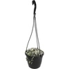 image:imageVariegated String of Hearts Hanging Basket Pet Friendly Live Indoor Plant Ceropegia linearis Woodii Real Houseplant NonToxic Houseplants for Home or Office