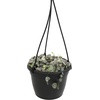 image:imageVariegated String of Hearts Hanging Basket Pet Friendly Live Indoor Plant Ceropegia linearis Woodii Real Houseplant NonToxic Houseplants for Home or Office