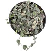 image:imageVariegated String of Hearts Hanging Basket Pet Friendly Live Indoor Plant Ceropegia linearis Woodii Real Houseplant NonToxic Houseplants for Home or Office