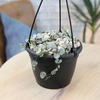 image:imageVariegated String of Hearts Hanging Basket Pet Friendly Live Indoor Plant Ceropegia linearis Woodii Real Houseplant NonToxic Houseplants for Home or Office