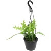 image:imageZigzag Fishbone Cactus Hanging Basket NonToxic Epiphyllum Orchid Succulent Pet Friendly Trailing Succulents for Indoor Outdoor Decor Easy to Grow NonToxic Houseplant