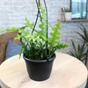 image:imageZigzag Fishbone Cactus Hanging Basket NonToxic Epiphyllum Orchid Succulent Pet Friendly Trailing Succulents for Indoor Outdoor Decor Easy to Grow NonToxic Houseplant