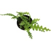 image:imageZigzag Fishbone Cactus Hanging Basket NonToxic Epiphyllum Orchid Succulent Pet Friendly Trailing Succulents for Indoor Outdoor Decor Easy to Grow NonToxic Houseplant