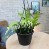 image:imageZigzag Fishbone Cactus Hanging Basket NonToxic Epiphyllum Orchid Succulent Pet Friendly Trailing Succulents for Indoor Outdoor Decor Easy to Grow NonToxic Houseplant