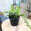 image:imageZigzag Fishbone Cactus Hanging Basket NonToxic Epiphyllum Orchid Succulent Pet Friendly Trailing Succulents for Indoor Outdoor Decor Easy to Grow NonToxic Houseplant
