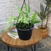 image:imageZigzag Fishbone Cactus Hanging Basket NonToxic Epiphyllum Orchid Succulent Pet Friendly Trailing Succulents for Indoor Outdoor Decor Easy to Grow NonToxic Houseplant