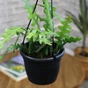 image:imageZigzag Fishbone Cactus Hanging Basket NonToxic Epiphyllum Orchid Succulent Pet Friendly Trailing Succulents for Indoor Outdoor Decor Easy to Grow NonToxic Houseplant