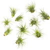 image:imageAltman Plants 10 Ionantha Tillandsia Air Plant Pack Each 2 to 35 Inches Long Live Tropical House Plants for Home Decor Indoor Terrarium Air Plants