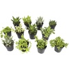 image:imageAltman Plants Assorted Succulents Plants Live Houseplants 12PK Succulent Plants Home Office Plants Live Indoor Plants Live Plants Indoor House Plants Easy Care Plants Desk Plants Kitchen Plants