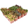 image:imageAltman Plants Bulk Succulents Plants Live Houseplants 20PK Live Succulents Live Plants Live House Plants Indoors Live Live Cactus Plants Live Succulent Plants Live Indoor Plants Live Houseplants