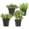 image:imageAltman Plants Classic Jade Plant Pack 6PK Easy Plants Variegated Mosaic Jade Plants Lemon Lime Succulent Plants Live Succulents Live Plants amp Live House Plants in 35 Pots with Succulent Soil25