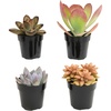 image:imageAltman Plants Desert Fire Live Succulents 4Pack Mini Plants Succulent Mix Live Plants Mini Succulents House Plants Live Succulent Plants Outdoor amp Indoor Plants for Event Wedding Kid CraftsMulticolor