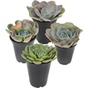 image:imageAltman Plants Echeveria Succulent Mix 4 Pack Assorted Rosette Succulents for Garden amp Home Easy Plant Care 1 Quart Grower Pots Rotating Varieties Real Succulents amp Houseplants for Plant Lovers