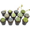 image:imageAltman Plants Echeveria Succulents Live Plants 12PK Live Succulents Plants Live Houseplants Live Indoor Plants Succulent Plants Succulent Plant House Plants Indoors Live Succulent Party Favors
