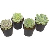 image:imageAltman Plants Echeveria Succulents Live Plants 4 Pack Live Succulents Plants Live Houseplants Live Indoor Plants Succulent Plants Succulent Plant House Plants Indoors Live Succulent Party Favors