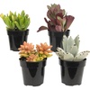image:imageAltman Plants Live Succulents Plants Live Houseplants 4PK Succulent Plant Lover Gifts Live Indoor Plants in Potting Soil Live Plants Indoor Cactus Plants Live Succulent Plants Live House Plants25