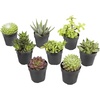 image:imageAltman Plants Live Succulents Plants Live Window Plants 8PK Live Indoor Plants Live Houseplants Live Plants Indoor Cactus Plants Live Succulent Plants House Plants Indoors Live in Succulent Soil