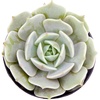 Echeveria 'Lola'