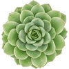 image:imageAltman Plants Lola Echeveria Succulent Plants Live Succulents Plants Live with Pot Live Indoor Plants Live Houseplants Live Indoor House Plants Indoors Live Plants Outdoor Plants Live Outdoor PlantsEcheveria Lime n Chile