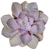 Echeveria 'Perle Von Nurnberg'