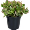 image:imageAltman Plants Lola Echeveria Succulent Plants Live Succulents Plants Live with Pot Live Indoor Plants Live Houseplants Live Indoor House Plants Indoors Live Plants Outdoor Plants Live Outdoor PlantsCrassula Ovata Jade Plant