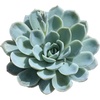 image:imageAltman Plants Lola Echeveria Succulent Plants Live Succulents Plants Live with Pot Live Indoor Plants Live Houseplants Live Indoor House Plants Indoors Live Plants Outdoor Plants Live Outdoor PlantsEcheveria Arctic Ice