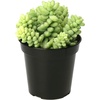 Sedum 'Burro's Tail'