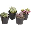 image:imageAltman Plants Mimicry Succulents Plants Live Mini Succulents 4 Pack Lithops Live Plants Outdoor or Live Indoor Plants Living Stones Succulent Plants Live Houseplants Succulent Plant House Plants4 Pack