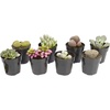image:imageAltman Plants Mimicry Succulents Plants Live Mini Succulents 4 Pack Lithops Live Plants Outdoor or Live Indoor Plants Living Stones Succulent Plants Live Houseplants Succulent Plant House Plants8 Pack