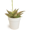 image:imageAltman Plants Star Aloe Rare Succulent Plant Decor Low Maintenance Houseplant Easy Plant Care Includes White Decorative Planter Assorted Varieties Colors Vary Live Succulents for Plant Lovers