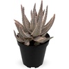 image:imageAltman Plants Star Aloe Rare Succulent Plant Low Maintenance Houseplant Easy Plant Care 35 in Grower Pot Assorted Varieties Colors Vary Live Succulents for Plant Lovers