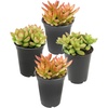 image:imageAltman Plants Stonecrop Sedum Succulent Mix 4 Pack NonToxic Succulents Easy Plant Care 1 Quart Grower Pots Rotating Varieties Pet Safe Real Succulents amp Houseplants for Plant Lovers