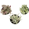 image:imageAltman Plants Variegated Succulent Plant Collection 3PK Mini Succulents Colorful Succulent Plants Live Succulents Multicolor Succulents Variegated Live Plants amp House Plants in 35 Pots