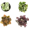 image:imageAltman Plants Variegated Succulent Plant Collection 4PK Mini Succulents Colorful Succulent Plants Live Succulents Multicolor Succulents Variegated Live Plants amp House Plants in 25 Pots