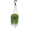 image:imageLive String of Pearls Succulent Plant Decor Hanging Basket Real Succulents amp Houseplants for Home or Office Senecio Rowleyanus Unique House Plants