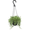 image:imageString of Bananas Succulent Plant Decor Hanging Basket Real Succulents amp Houseplants for Home or Office Senecio Radicans Unique House Plants