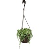 image:imageString of Raindrops Succulent Plant Decor Hanging Basket Real Succulents amp Houseplants for Home or Office Senecio Curio Unique House Plants