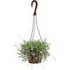 image:imageString of Rubies Live Succulent Purple Ruby Necklace Trailing Succulent Plant Decor Othonna Capensis 6 in Hanging Basket Unique House Plants LowMaintenance Houseplants Easy Plant