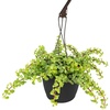 image:imageTrailing Elephant Bush Portulacaria Succulent Plant Hanging Basket Pet Friendly Live Indoor Plants amp Succulents Real Houseplant NonToxic Houseplants for Home or Office