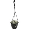 image:imageVariegated String of Hearts Hanging Basket Pet Friendly Live Indoor Plant Ceropegia linearis Woodii Real Houseplant NonToxic Houseplants for Home or Office