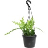 image:imageZigzag Fishbone Cactus Hanging Basket NonToxic Epiphyllum Orchid Succulent Pet Friendly Trailing Succulents for Indoor Outdoor Decor Easy to Grow NonToxic Houseplant