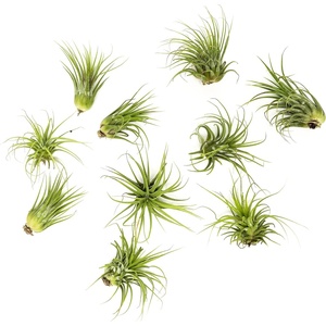 image:imageAltman Plants 10 Ionantha Tillandsia Air Plant Pack Each 2 to 35 Inches Long Live Tropical House Plants for Home Decor Indoor Terrarium Air Plants