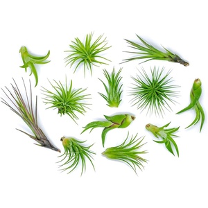 image:imageAltman Plants 12 Air Plant Variety Pack  Small Tillandsia Terrarium Kit  Assorted Species of Live Tillandsia Tropical House Plants for Sale 2 to 5 Inches Each  Air Plants for Indoor Home Decor